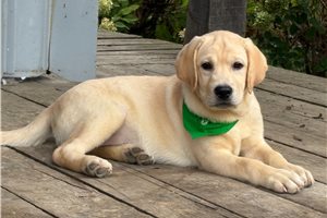 Marnie - Labrador Retriever for sale
