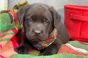 Ethan - puppy for sale