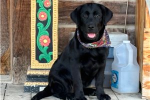 Dolly - Labrador Retriever for sale
