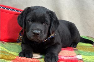 Johnny - Labrador Retriever for sale