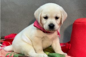 Babe - puppy for sale