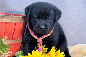 Freya - Labrador Retriever for sale