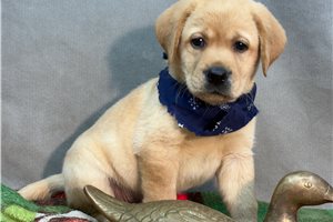 Blaine - Labrador Retriever for sale