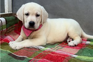 Alicia - Labrador Retriever for sale