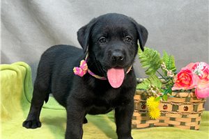 Zoltan - Labrador Retriever for sale