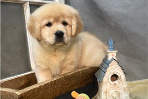 Clement - puppy for sale