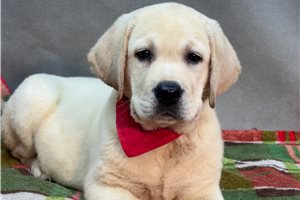 Alto - Labrador Retriever for sale
