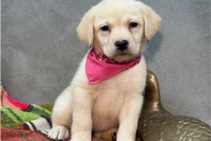 Martha - puppy for sale