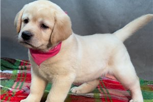 Alexa - Labrador Retriever for sale