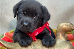 Talon - puppy for sale