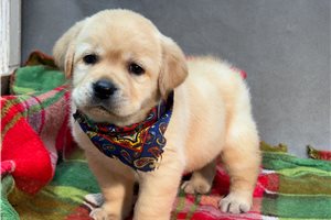 Beau - Labrador Retriever for sale