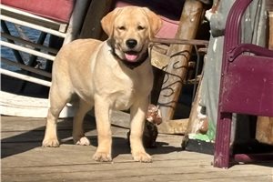 Martina - Labrador Retriever for sale