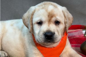 Michael - Labrador Retriever for sale