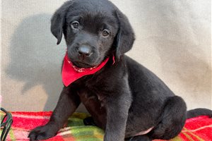 Antler - Labrador Retriever for sale