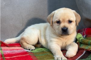 Bitsy - Labrador Retriever for sale