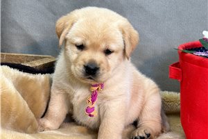 Cinny - Labrador Retriever for sale