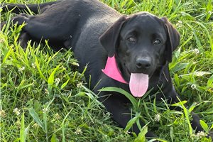 Ella - Labrador Retriever for sale