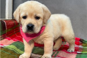 Bunny - Labrador Retriever for sale