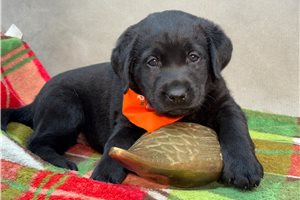 Michi - Labrador Retriever for sale