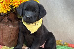 Tasha - Labrador Retriever for sale