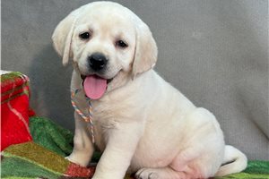 Haven - Labrador Retriever for sale