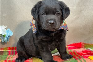 Johnny - Labrador Retriever for sale