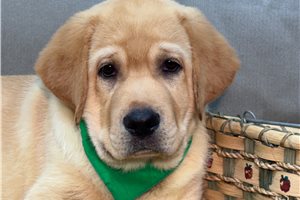 Bingo - puppy for sale