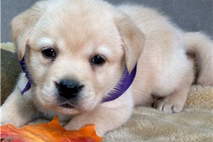 Thea - Labrador Retriever for sale