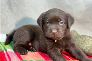 Nikki - puppy for sale