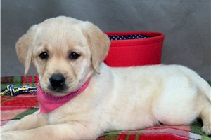 Daisy - puppy for sale