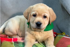 Bingo - Labrador Retriever for sale