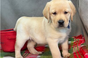 Dixie - Labrador Retriever for sale