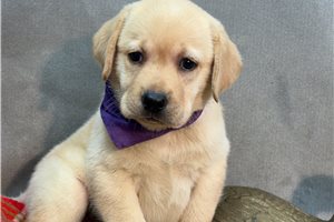 Tyla - Labrador Retriever for sale