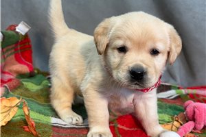 Lawson - puppy for sale