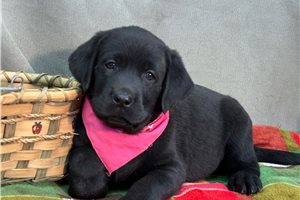 Dolly - Labrador Retriever for sale