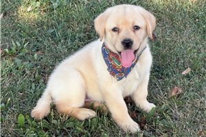 Martina - puppy for sale