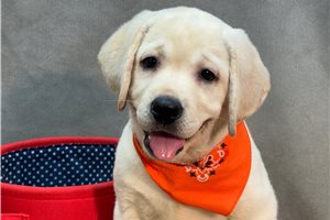 Hannah - Labrador Retriever for sale