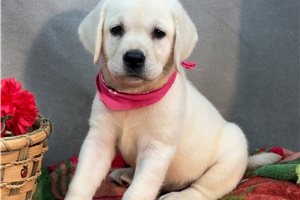 Babe - puppy for sale