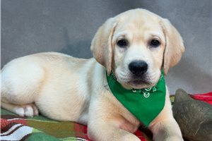Marnie - Labrador Retriever for sale