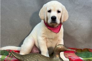 Theodora - Labrador Retriever for sale