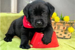 Zachary - Labrador Retriever for sale
