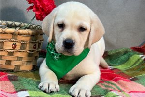 Bantam - Labrador Retriever for sale