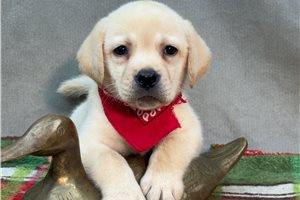 Marley - puppy for sale