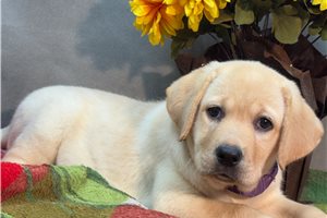 Tyla - Labrador Retriever for sale