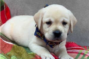 Balto - puppy for sale