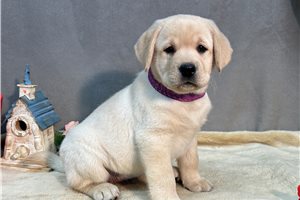 Cinder - puppy for sale