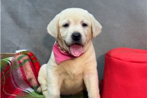 Alicia - puppy for sale