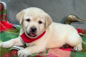 Nigel - puppy for sale