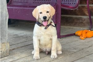 Tiller - Labrador Retriever for sale