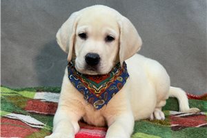 Aiden - Labrador Retriever for sale